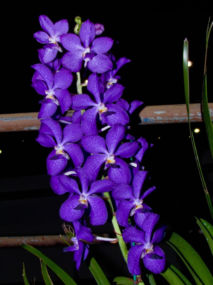 Vascostylis Prapawan