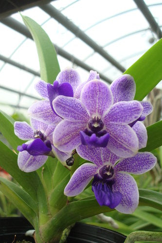 Vascostylis Vasco. Thailand x Rhy. gigantea