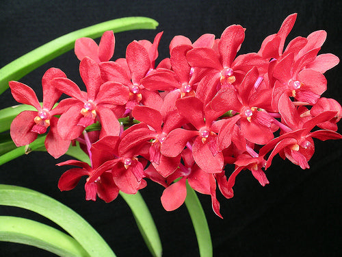 Vascostylis Roll All Red