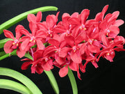 Vascostylis Roll All Red