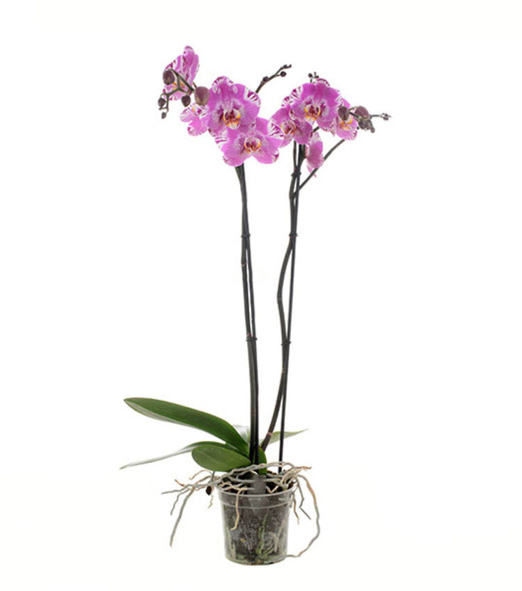 Phalaenopsis Victorio