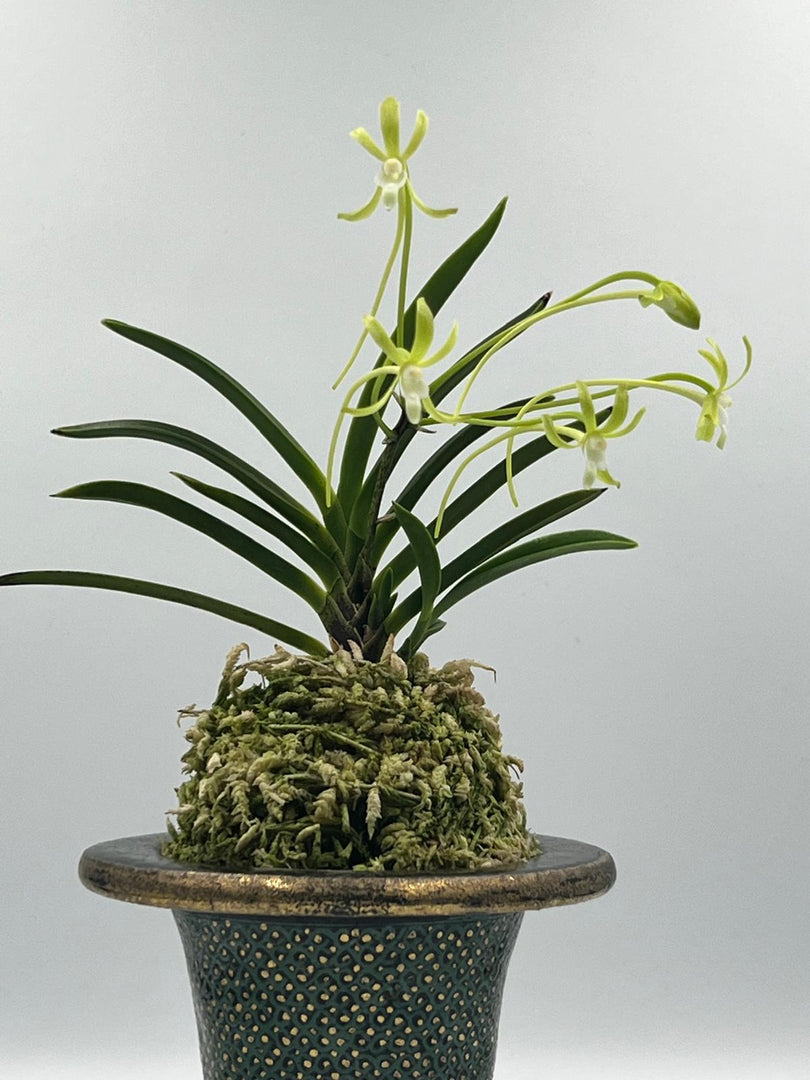 Neofinetia falcata 'Hisui' 翡翠