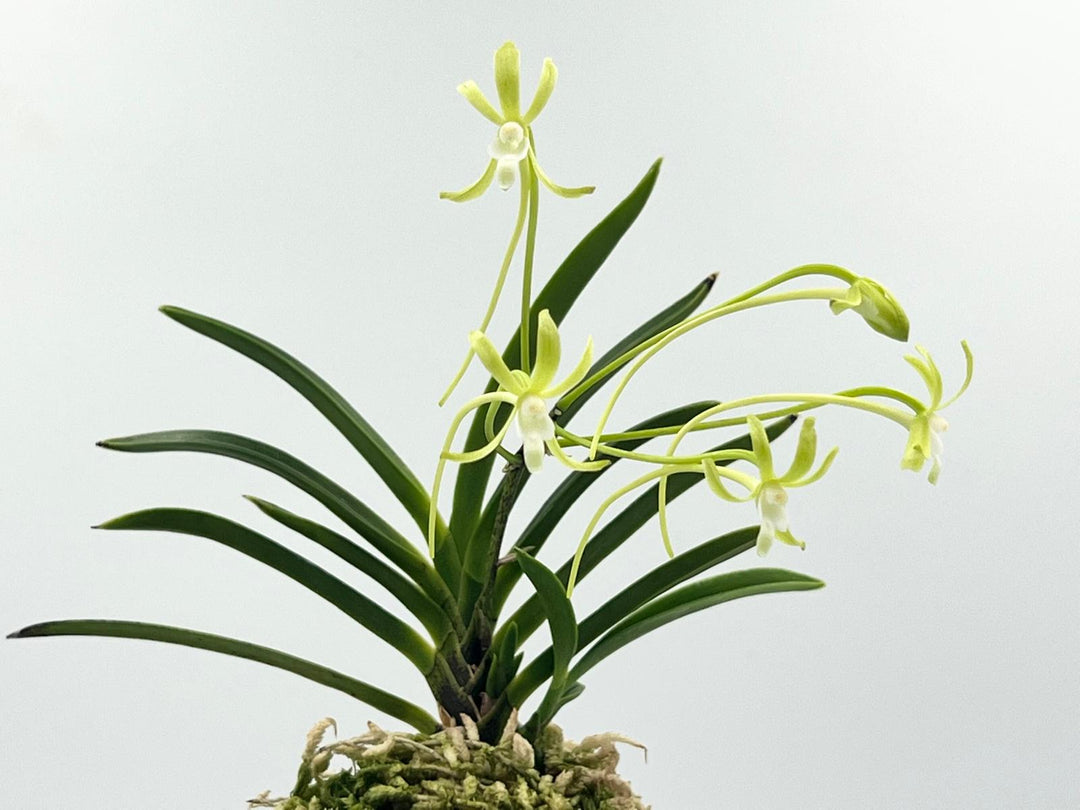 Neofinetia falcata 'Hisui' 翡翠