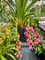 Carica l&#39;immagine nel visualizzatore Galleria, Cymbidium Cascade &#39;Fido&#39;
