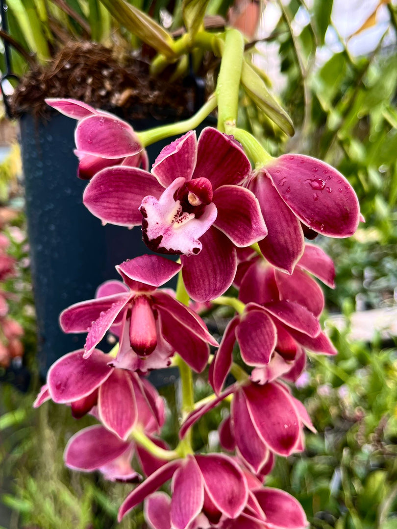 Cymbidium Cascade 'Fido'