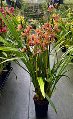Carica l&#39;immagine nel visualizzatore Galleria, Cymbidium Claire
