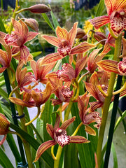 Cymbidium Claire
