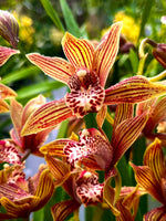 Carica l&#39;immagine nel visualizzatore Galleria, Cymbidium Claire
