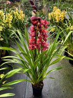 Load image into Gallery viewer, Cymbidium Red Passion
