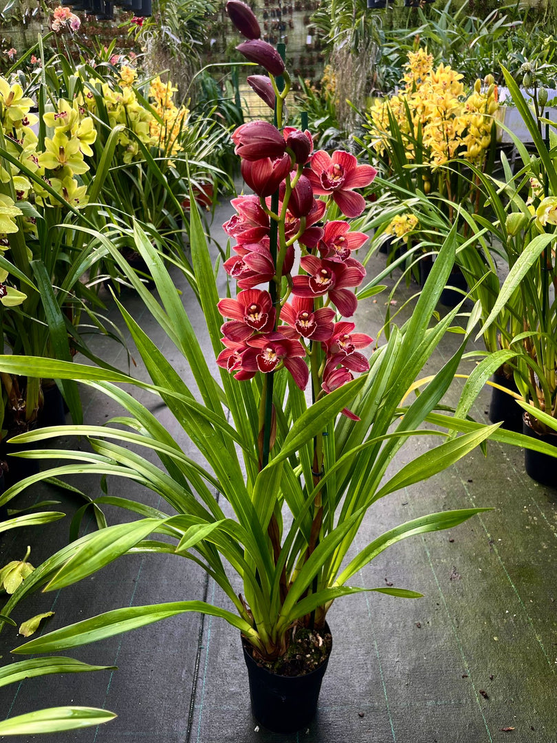 Cymbidium Red Passion