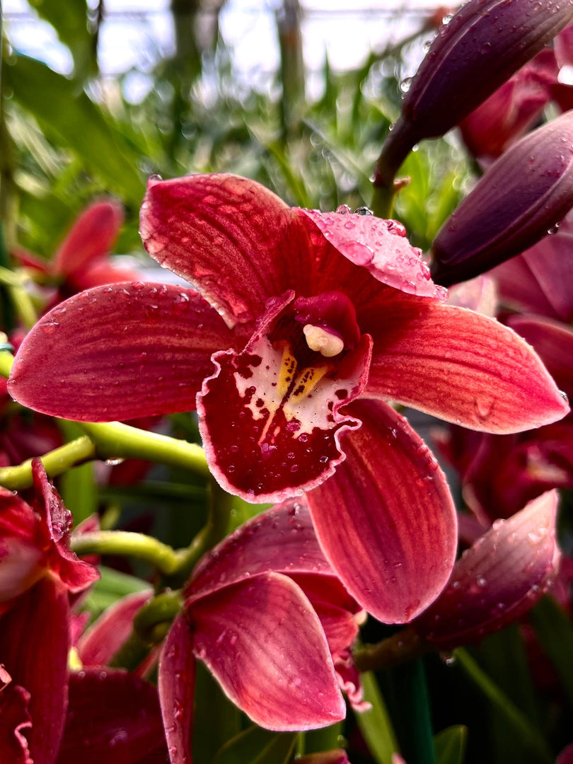 Cymbidium Red Passion