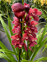 Load image into Gallery viewer, Cymbidium Red Passion
