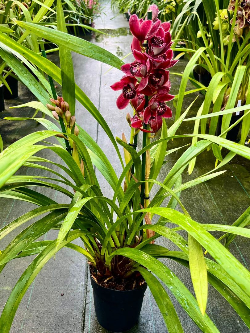 Cymbidium Dark Blood