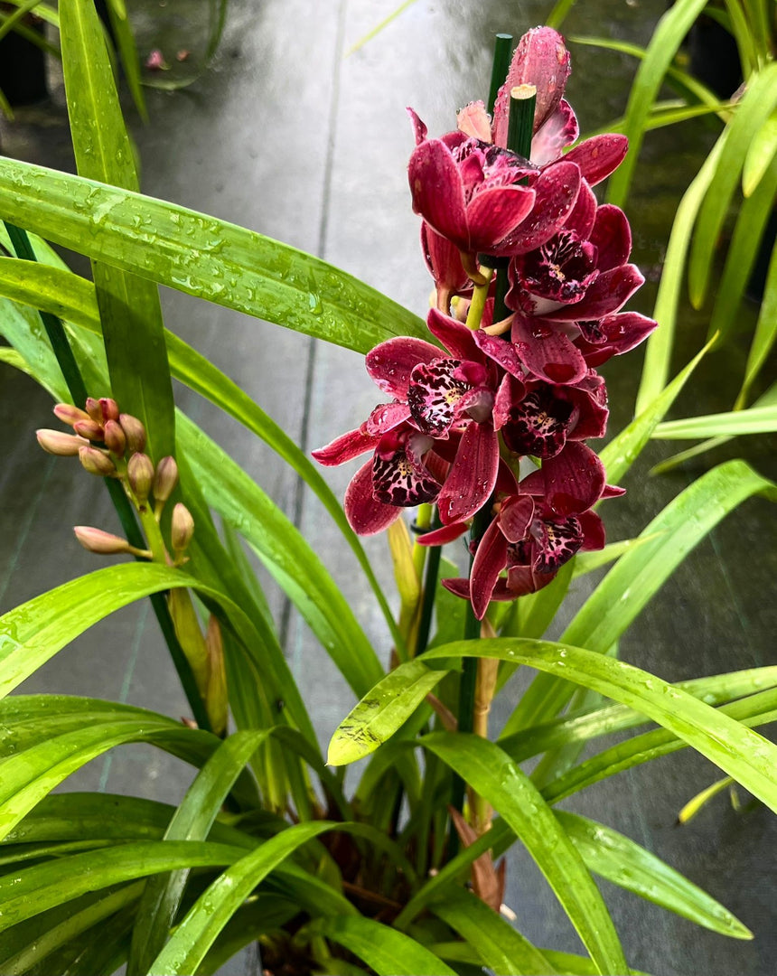 Cymbidium Dark Blood
