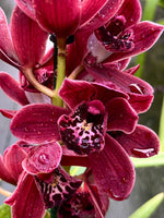 Load image into Gallery viewer, Cymbidium Dark Blood
