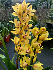 Cymbidium Tracey