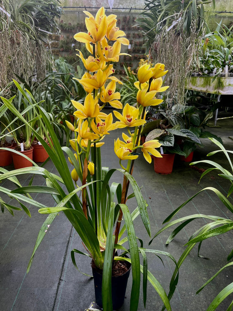 Cymbidium Tracey