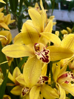 Carica l&#39;immagine nel visualizzatore Galleria, Cymbidium Tracey
