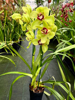 Load image into Gallery viewer, Cymbidium Wijnand Big Green

