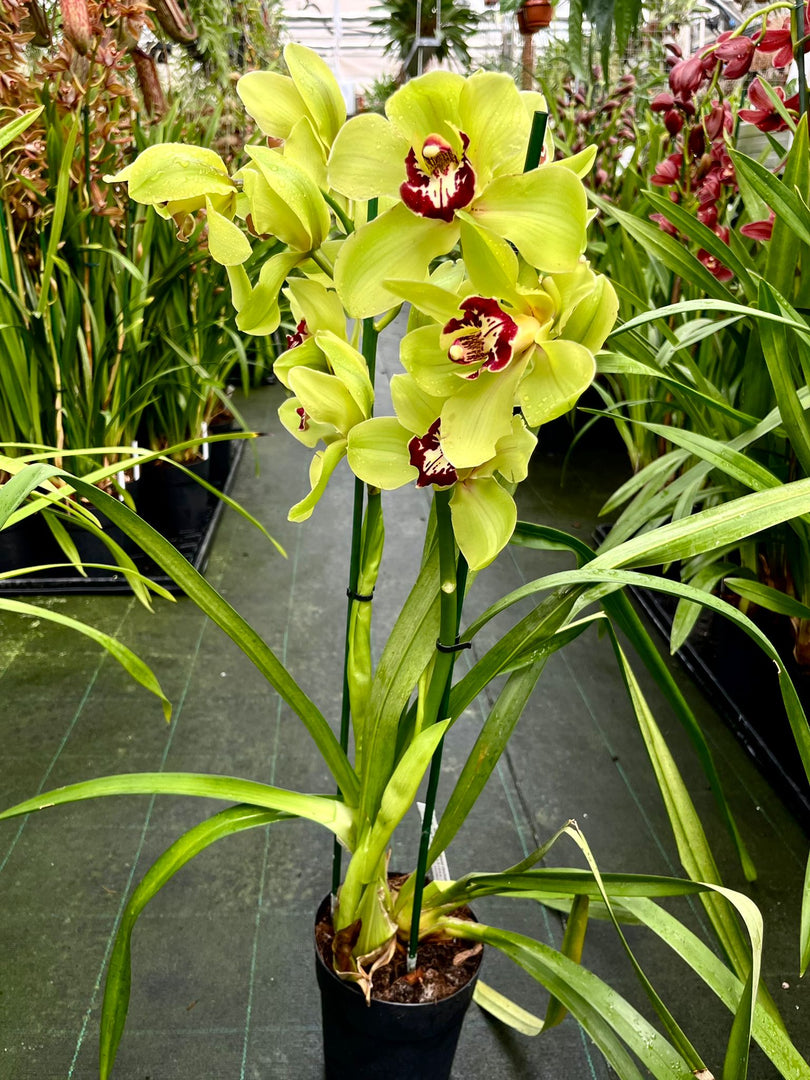 Cymbidium Wijnand Big Green