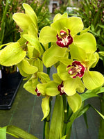 Load image into Gallery viewer, Cymbidium Wijnand Big Green
