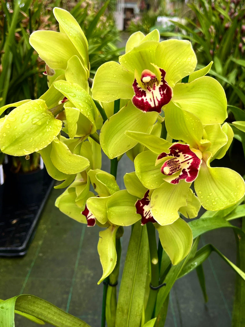 Cymbidium Wijnand Big Green