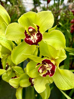 Load image into Gallery viewer, Cymbidium Wijnand Big Green
