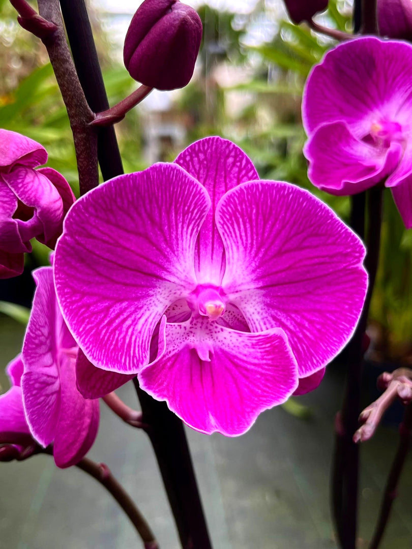 Phalaenopsis Miki Mini Chili '117' - Big Lip