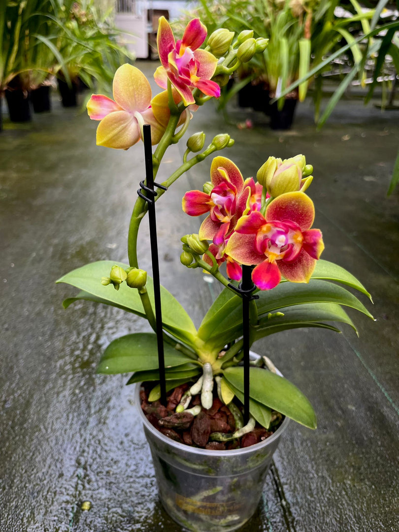 Phalaenopsis Biondora - Peloric 3 lips