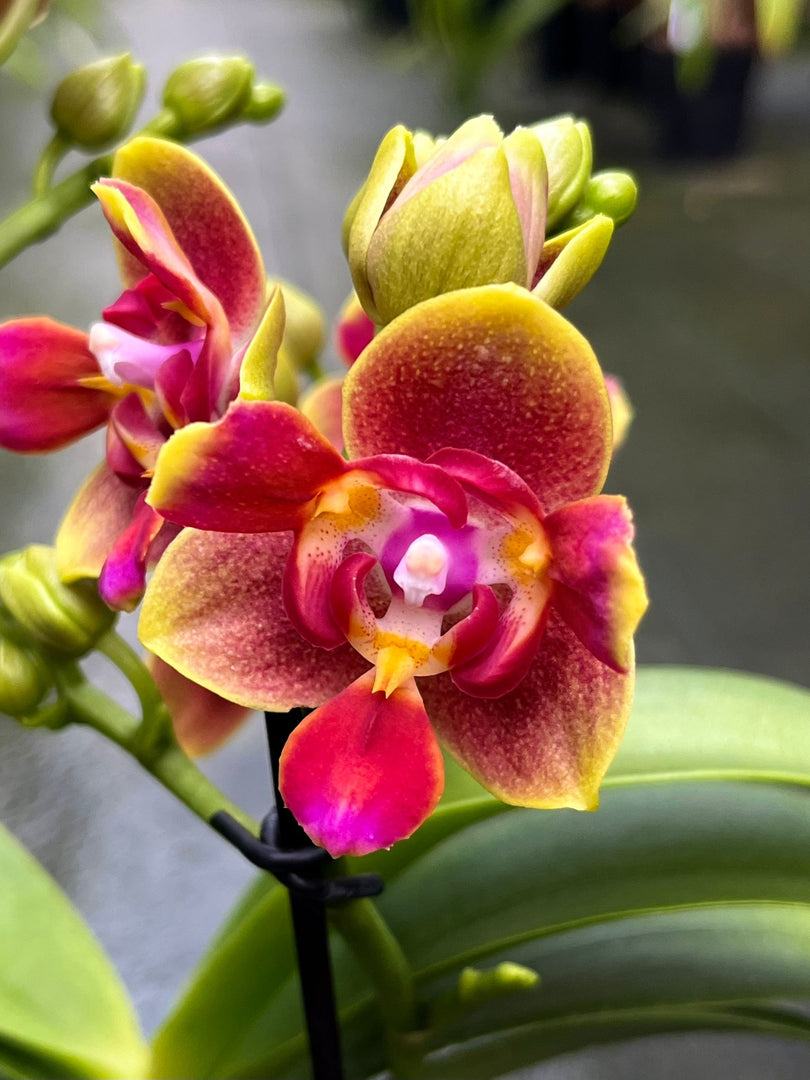 Phalaenopsis Biondora - Peloric 3 lips