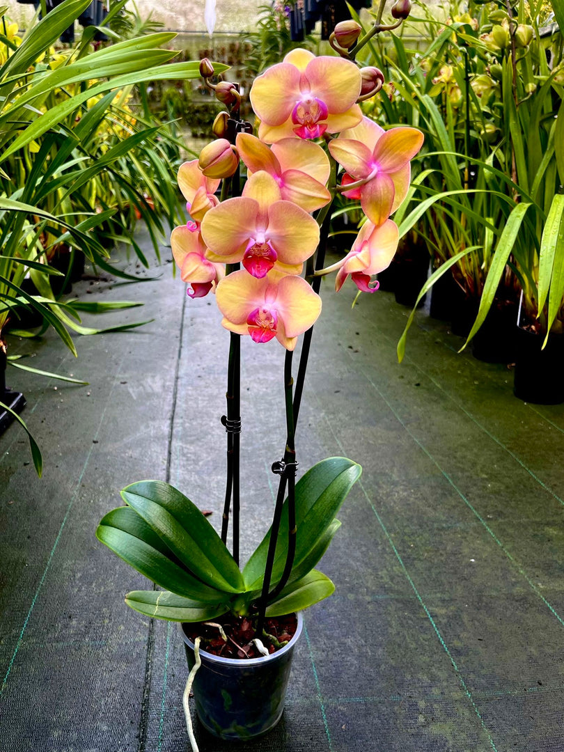 Phalaenopsis OX Little Beauty
