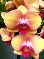 Carica l&#39;immagine nel visualizzatore Galleria, Phalaenopsis OX Little Beauty
