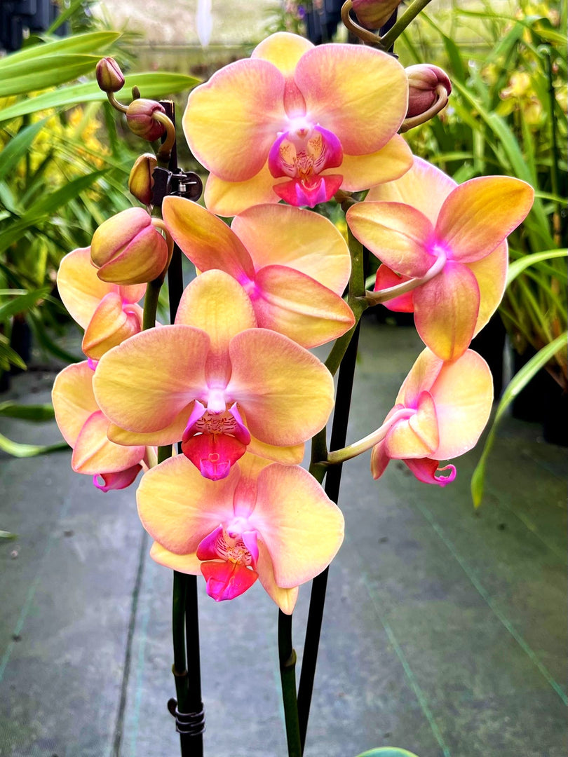 Phalaenopsis OX Little Beauty