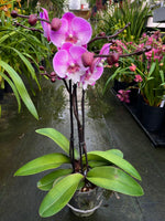 Load image into Gallery viewer, Phalaenopsis Lianher Mermaid - Big Lip
