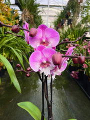 Phalaenopsis Lianher Mermaid - Big Lip