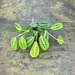 Load image into Gallery viewer, Maranta Leuconeura &#39;Lemon Lime&#39;
