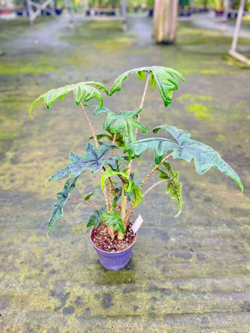 Alocasia Tandurusa 'Jacklyn'