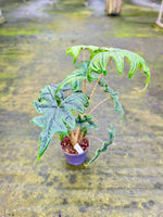 Load image into Gallery viewer, Alocasia Tandurusa &#39;Jacklyn&#39;
