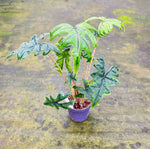 Load image into Gallery viewer, Alocasia Tandurusa &#39;Jacklyn&#39;
