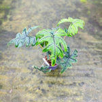 Load image into Gallery viewer, Alocasia Tandurusa &#39;Jacklyn&#39;
