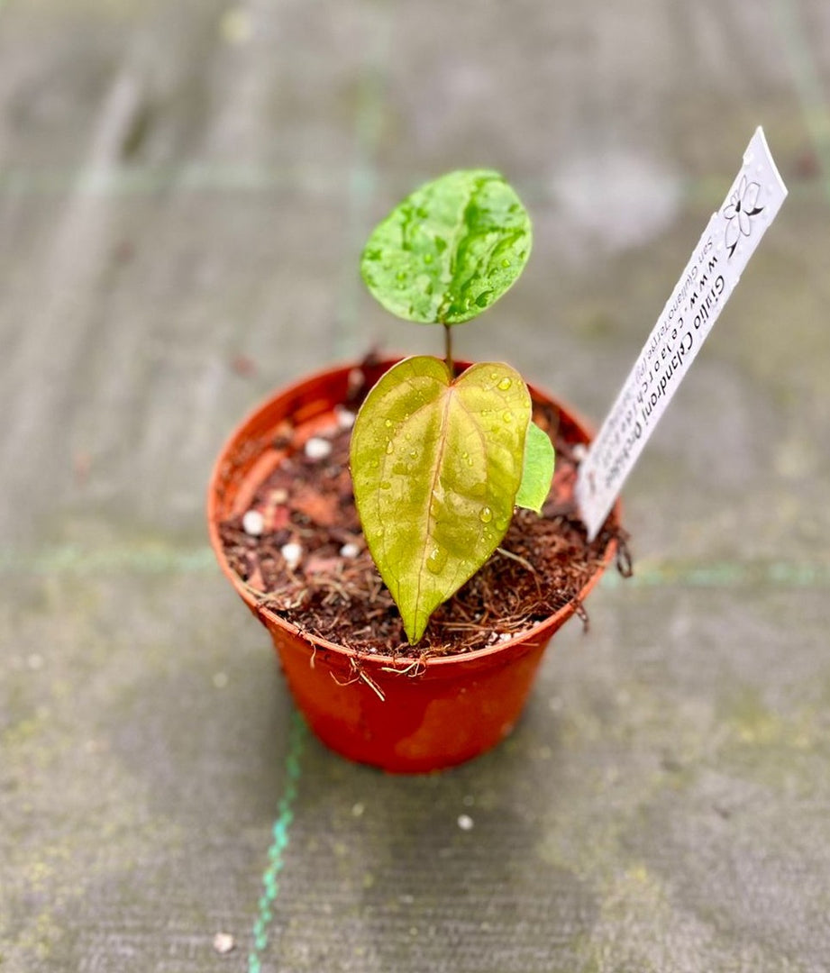 Anthurium papililaminum x dressleri