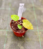 Carica l&#39;immagine nel visualizzatore Galleria, Anthurium papillilaminum x papillilaminum
