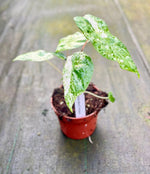 Carica l&#39;immagine nel visualizzatore Galleria, Alocasia odora variegata
