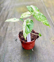 Alocasia odora variegata