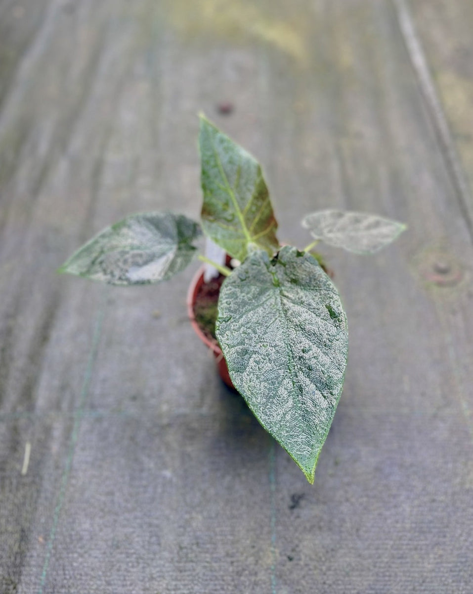 Alocasia Antoro Velvet – Giulio Celandroni Orchidee