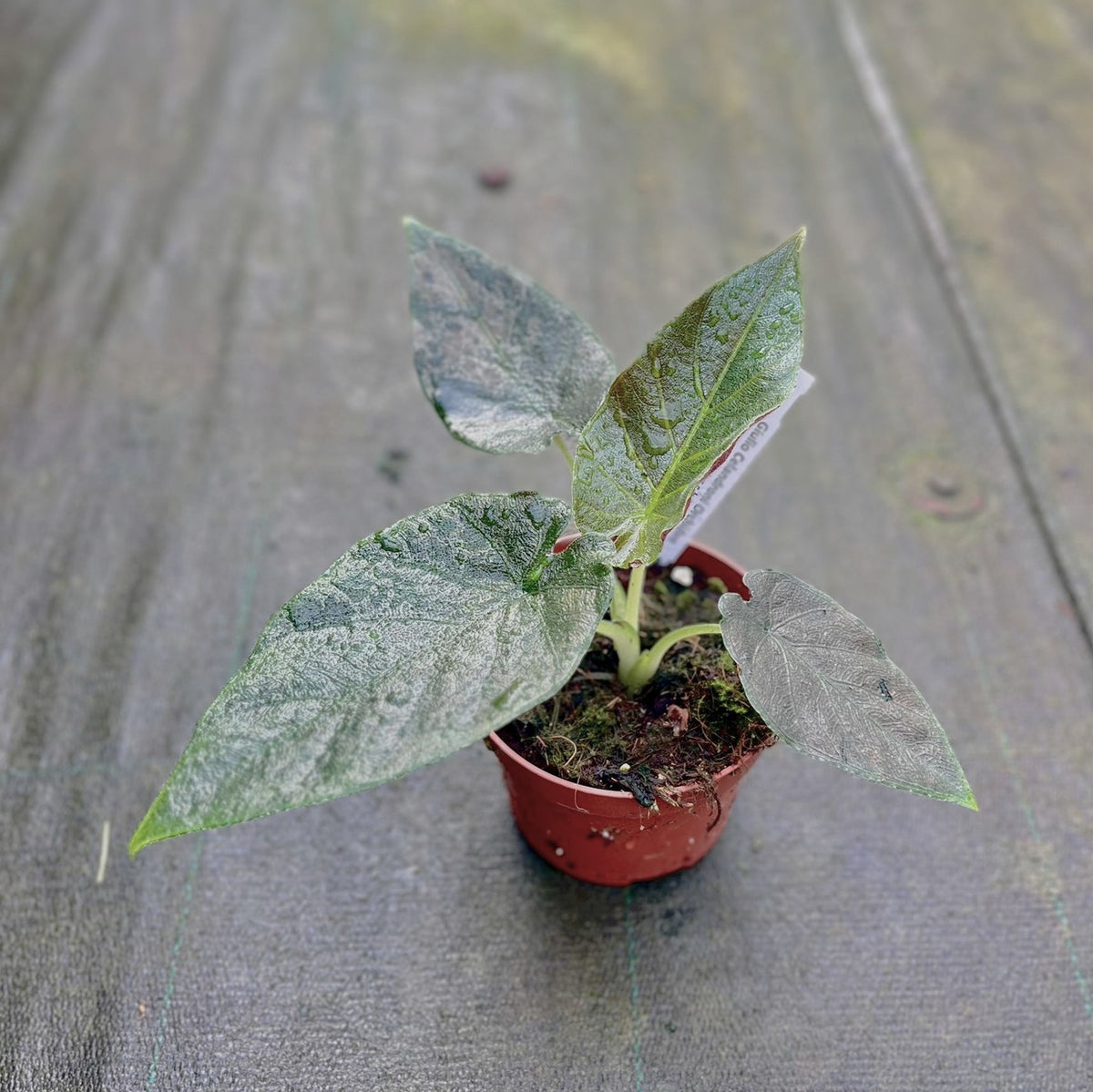 Alocasia Antoro Velvet – Giulio Celandroni Orchidee