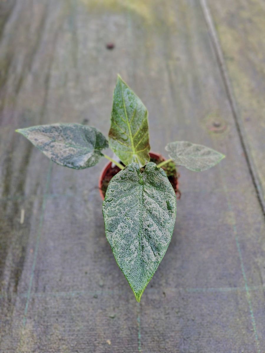 Alocasia Antoro Velvet – Giulio Celandroni Orchidee