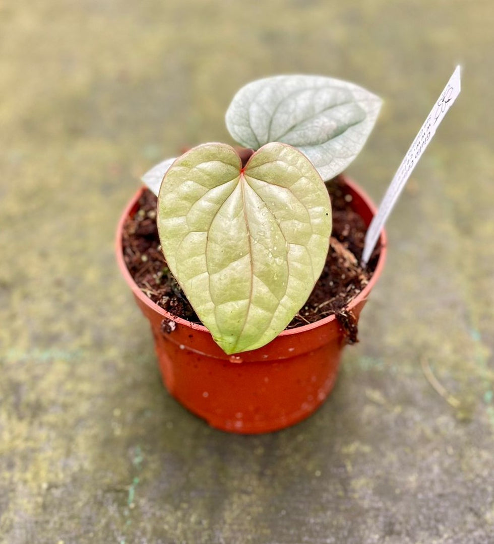 anthurium prezzo pianta Anthurium luxurians – Giulio Celandroni Orchidee