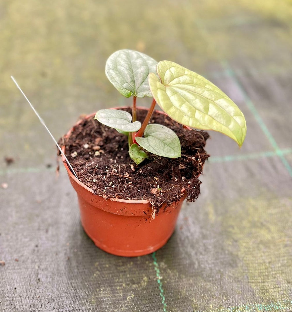 anthurium classificazioni inferiori successive Anthurium luxurians – Giulio Celandroni Orchidee