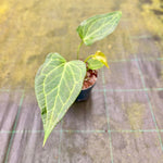 Carica l&#39;immagine nel visualizzatore Galleria, Anthurium &#39;Delta Force&#39;
